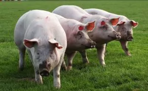 porci