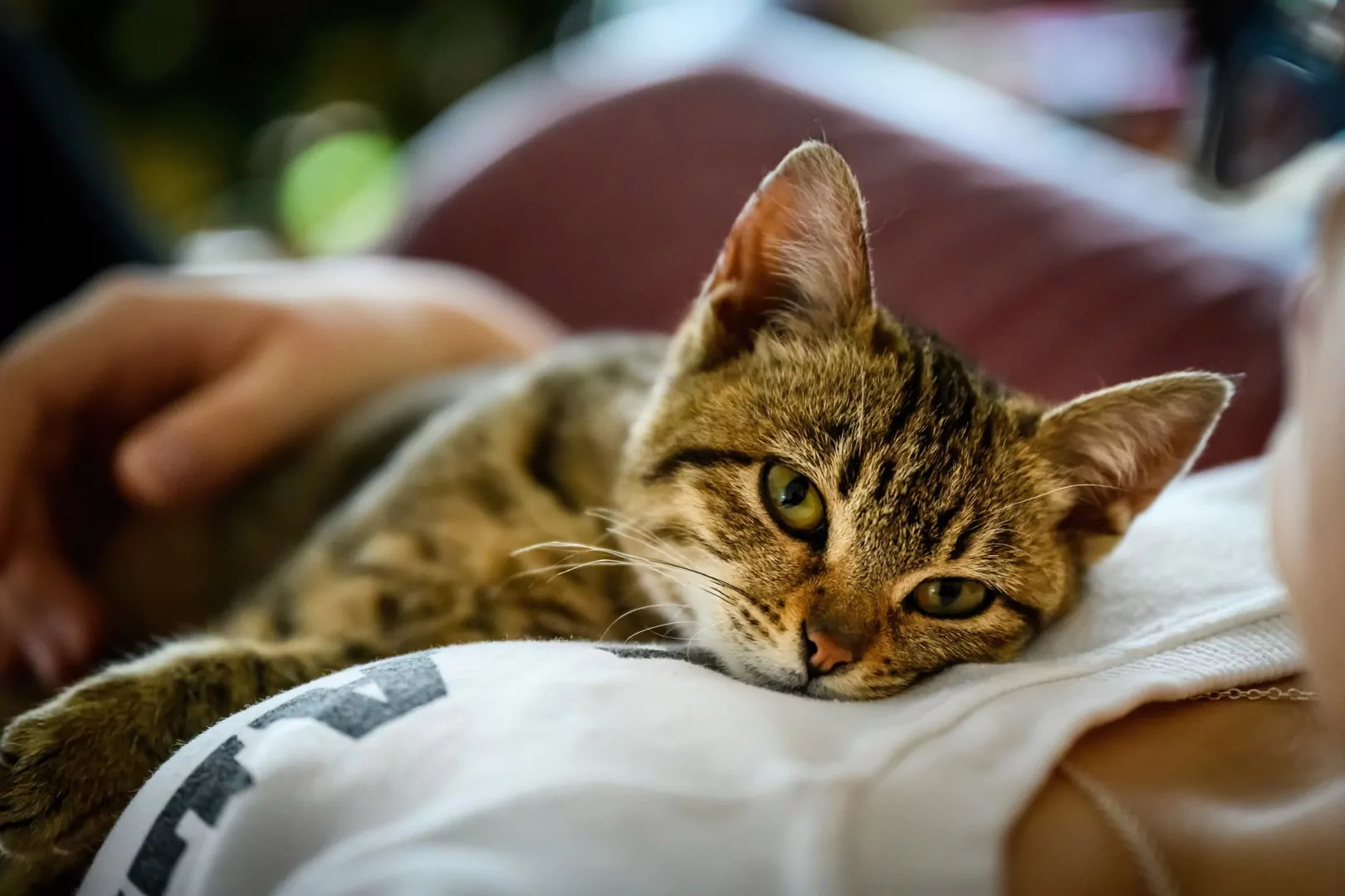 pisica, sănătatea animalelor de companie, purina institute