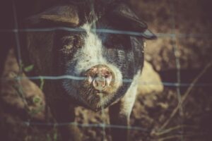 ajutor, guvern, scroafa, porci