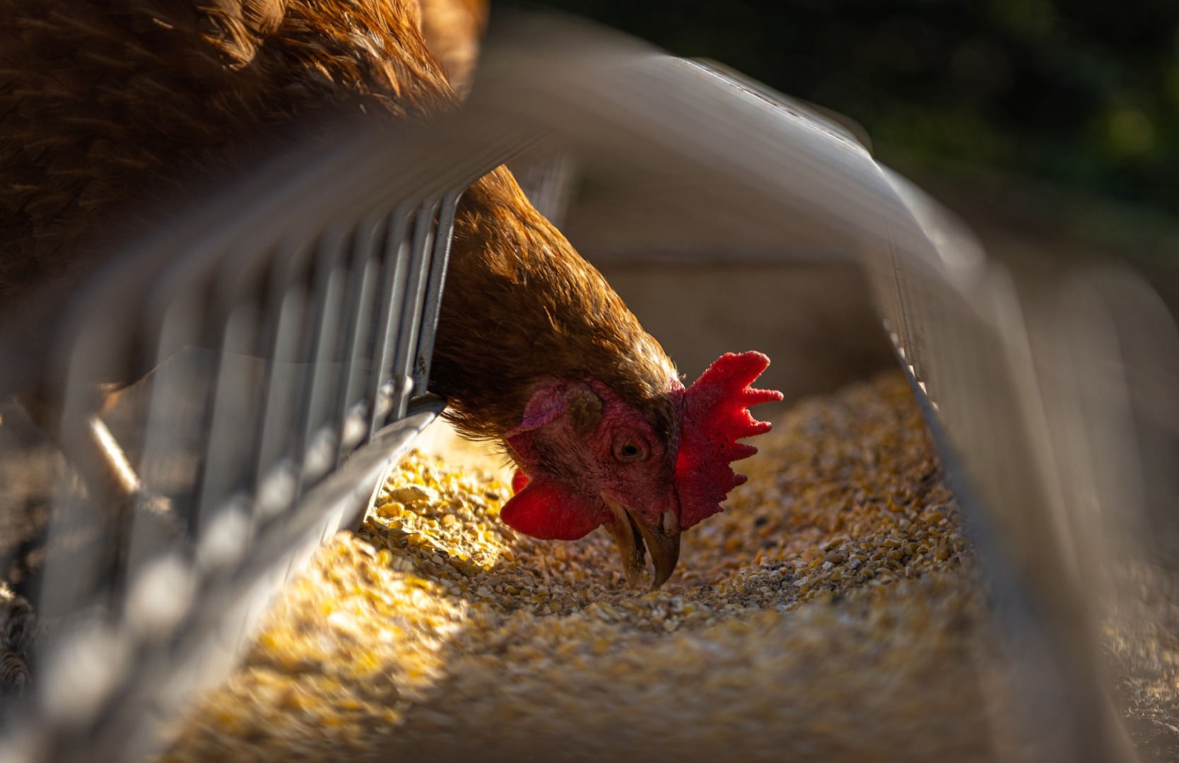 australia, gripa aviara, h5n1, statele unite