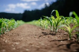 agricultura ecologica