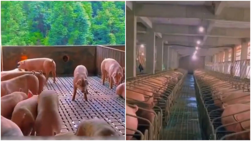ferme verticale, porci, china, ferma verticala de porci
