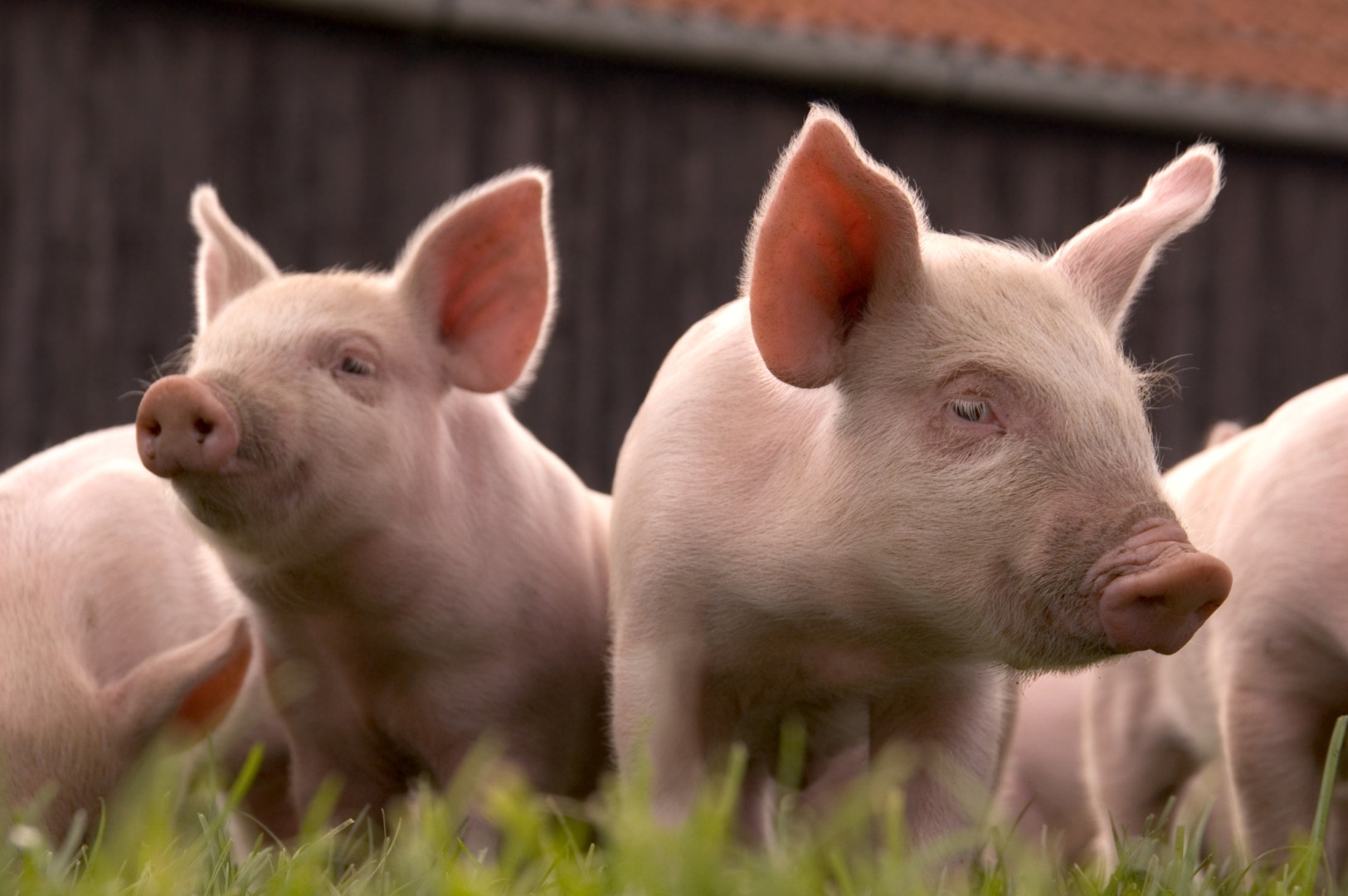 FDA a aprobat comercializarea porcilor modificati genetic