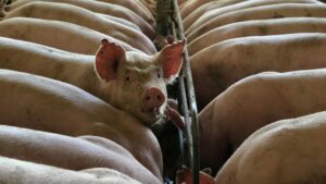 suine, porci, ordonanta, ministerul agriculturii