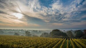 crame italiene podgorii italiene producatori italieni de vin Statele Unite achizitii