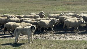 romania vinde din nou ovine palestinienilor